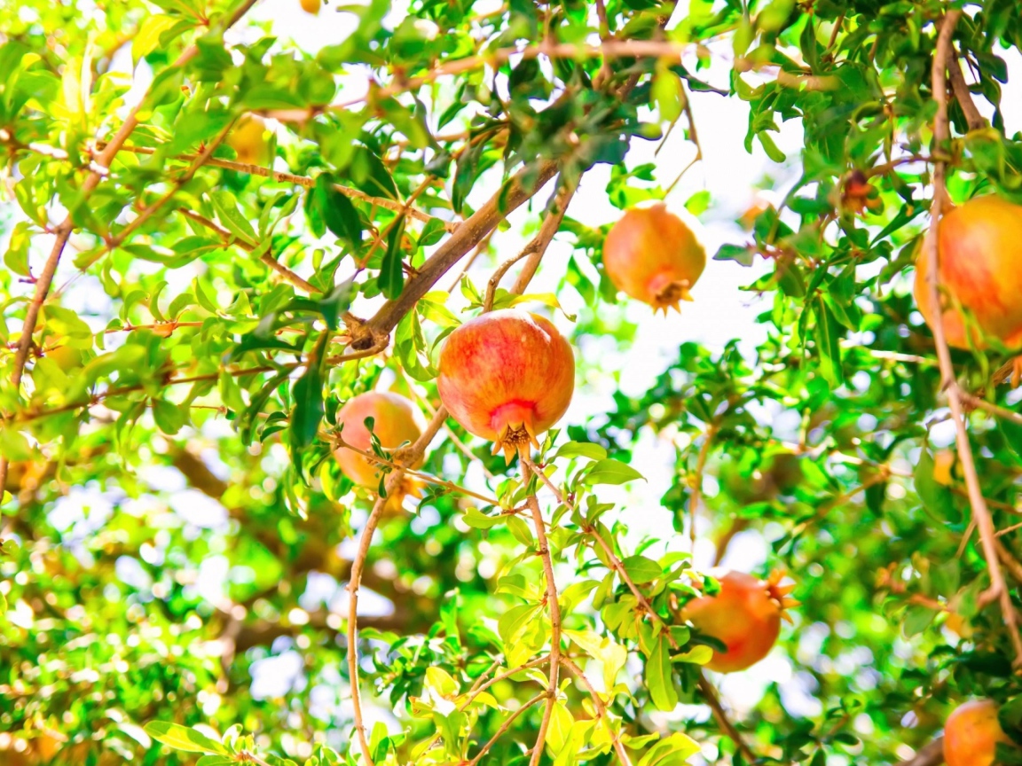 Red pomegranates on tree branches