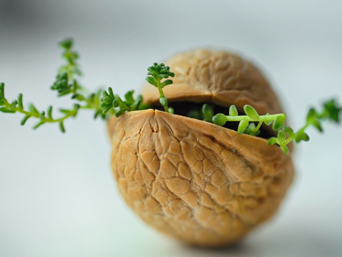 Ростки пробиваются сквозь скорлупу ореха на сером фоне