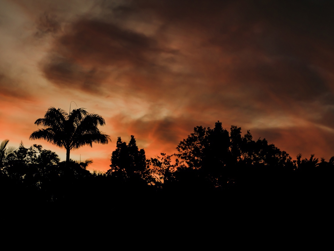 Силуэту деревьев под грозовым небом вечером