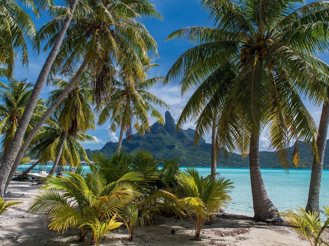 Зеленые тропические пальмы над морем на пляже