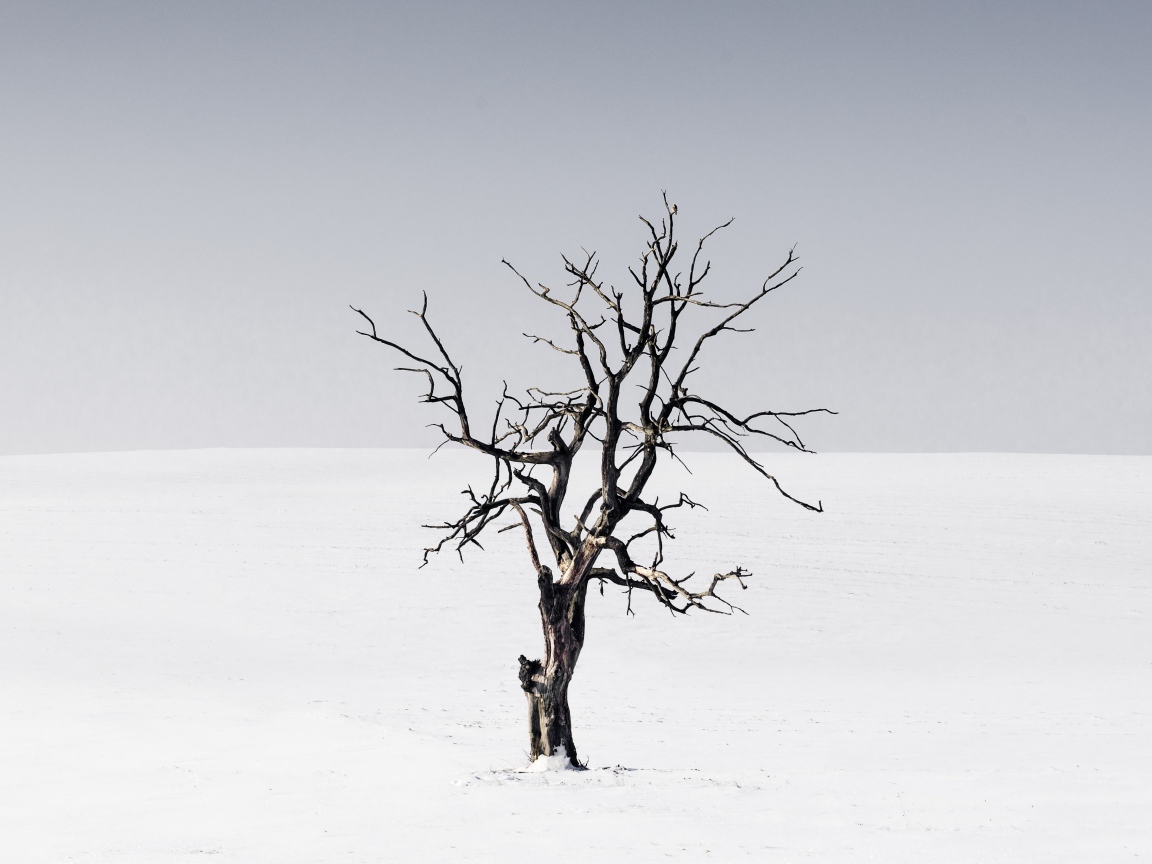 Сухое дерево среди пустыни на сером фоне
