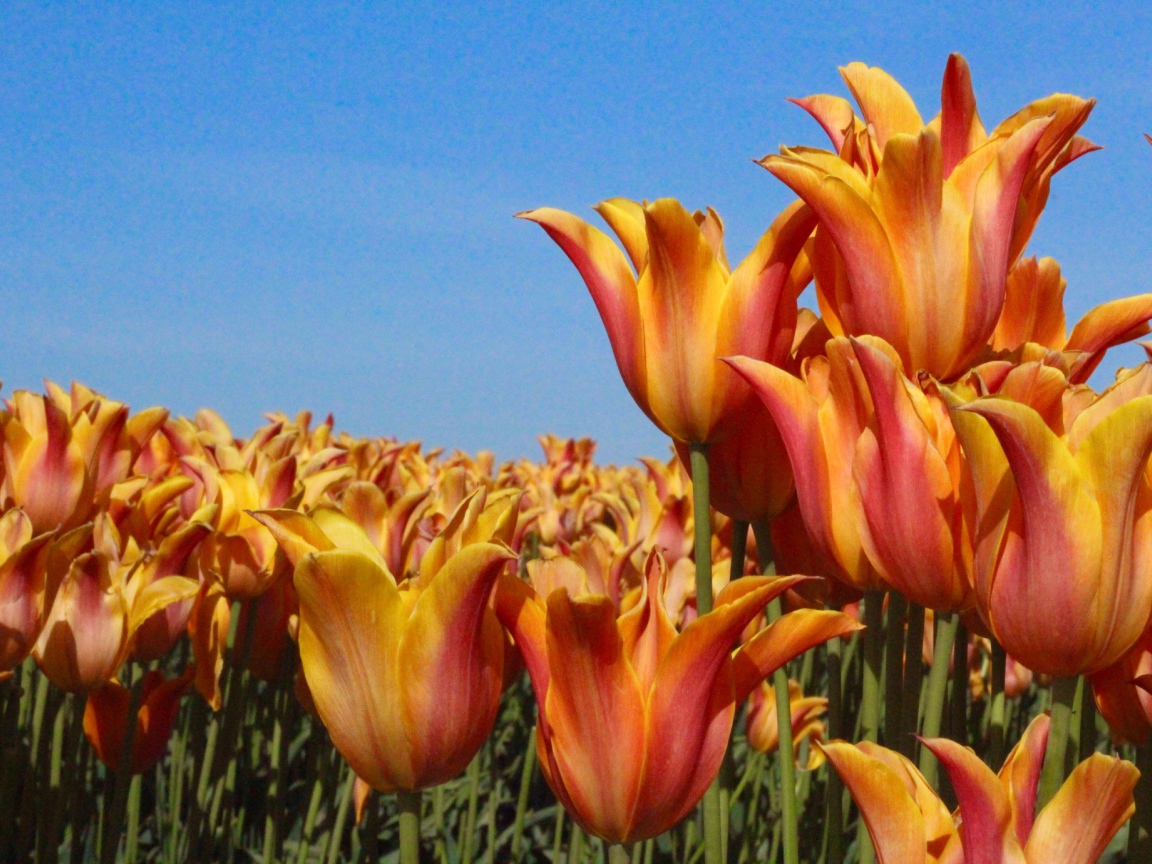 Много оранжевых тюльпанов на фоне голубого неба