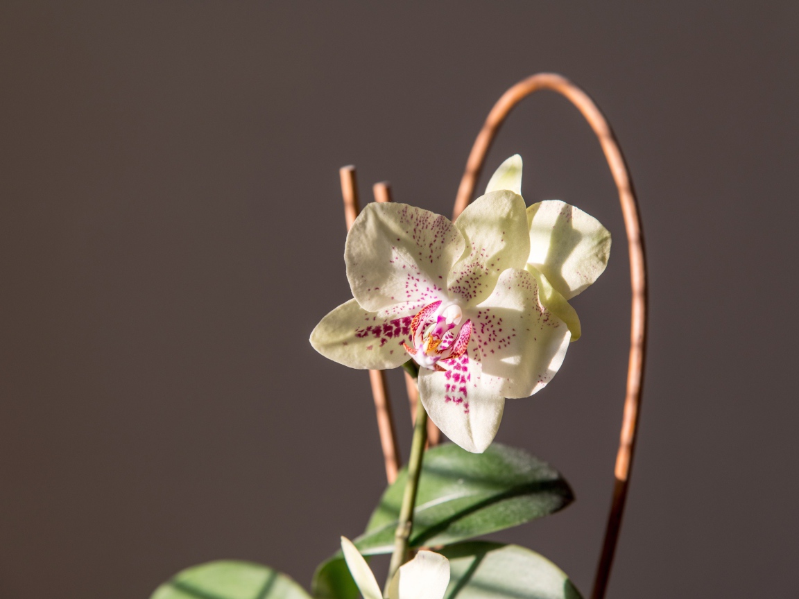 Красивый нежный белый цветок орхидеи на сером фоне