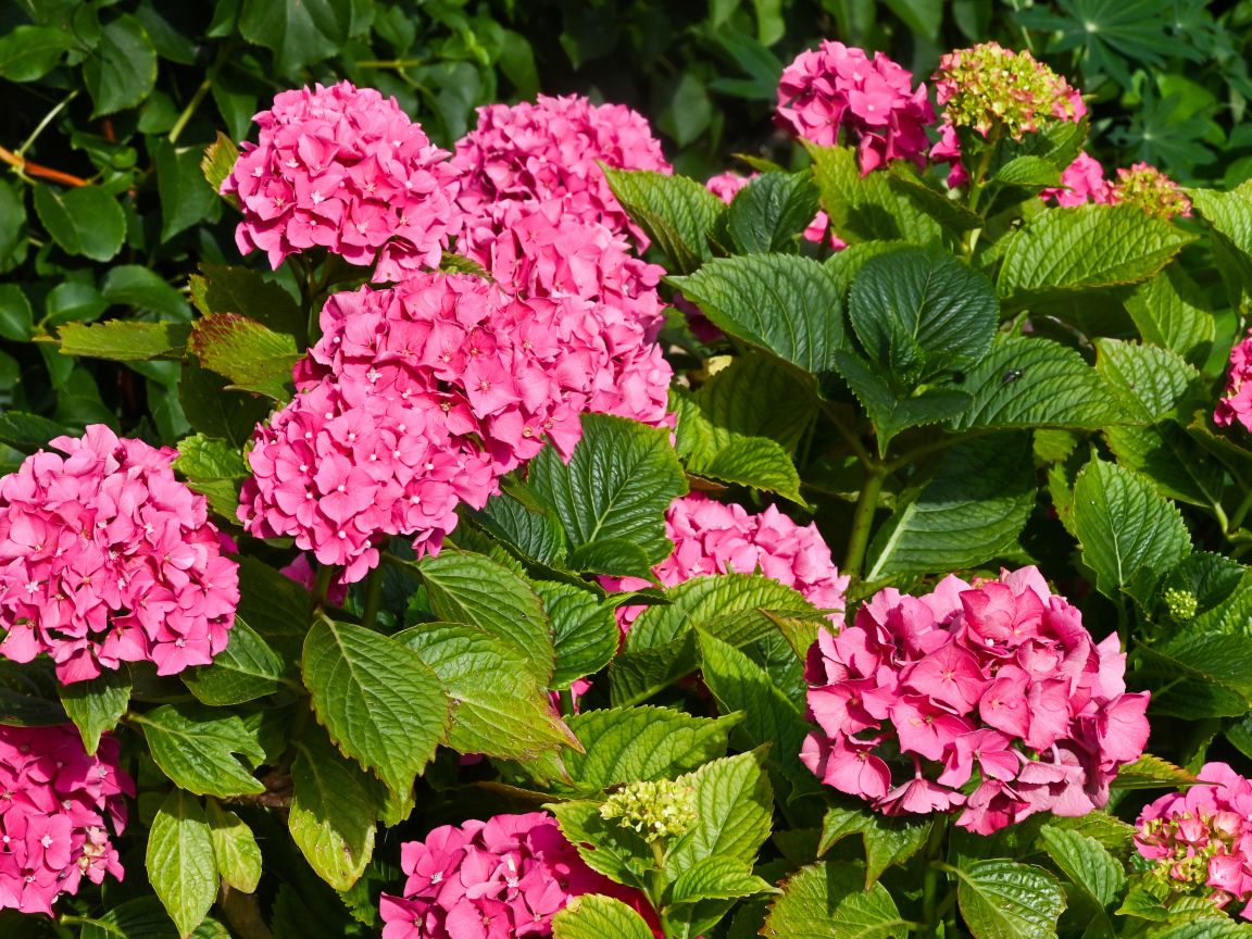 Красивые розовые цветы гортензии с зелеными листьями