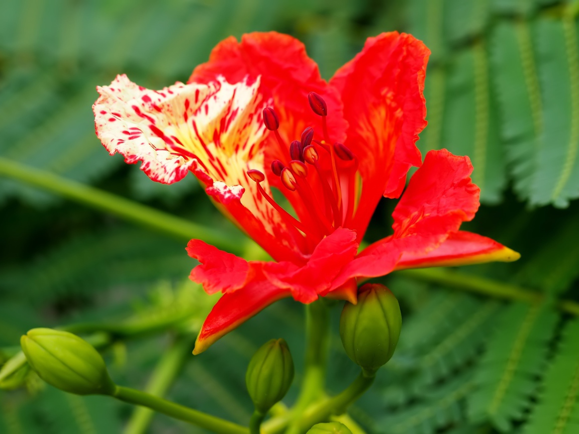 Красивый красный цветок Делоникс королевский крупным планом