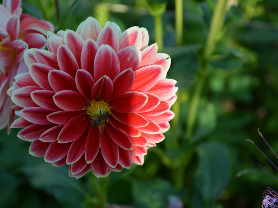 Красивая красная георгина с пчелой