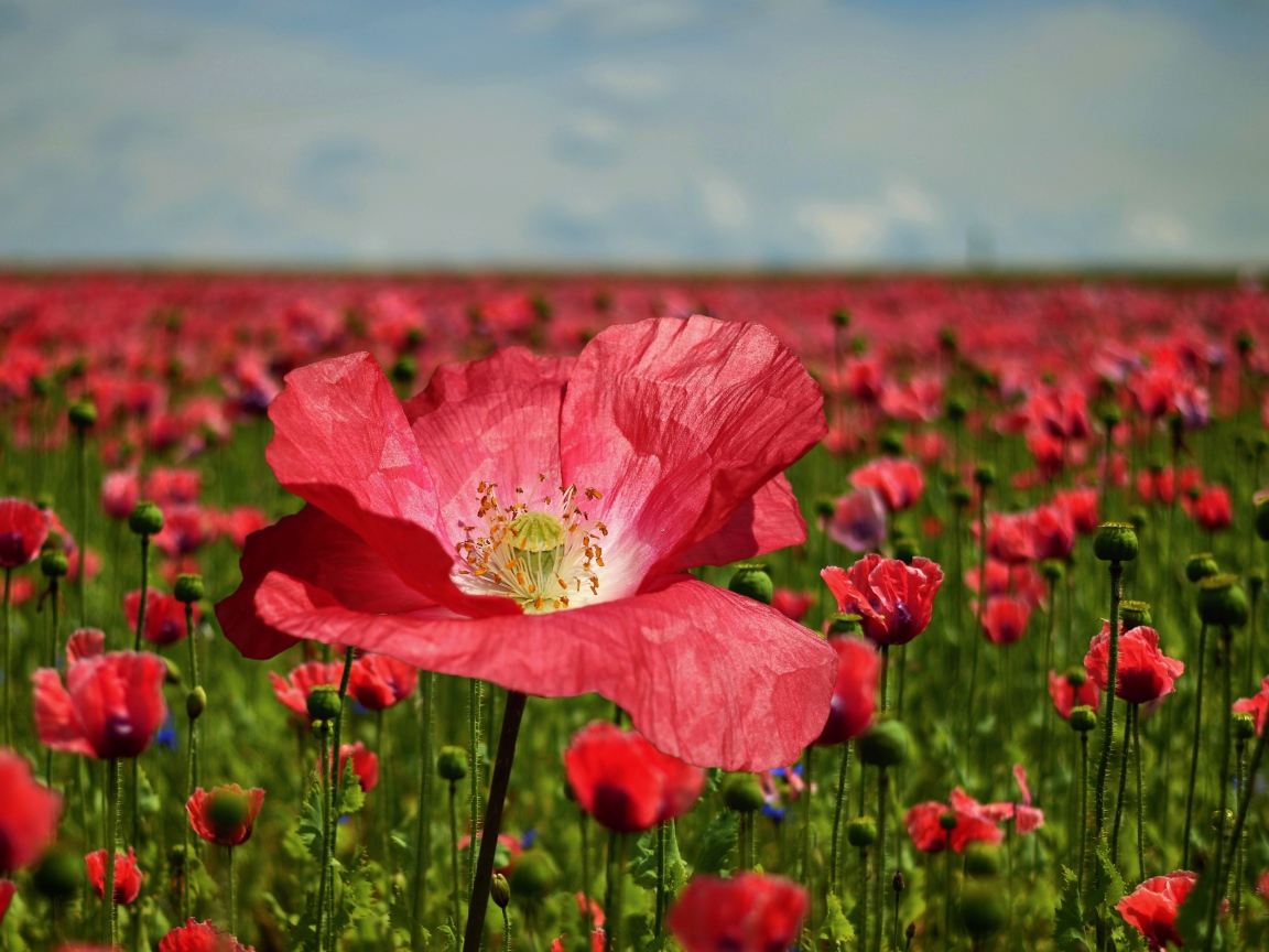 Красивый красный мак на поле крупным планом