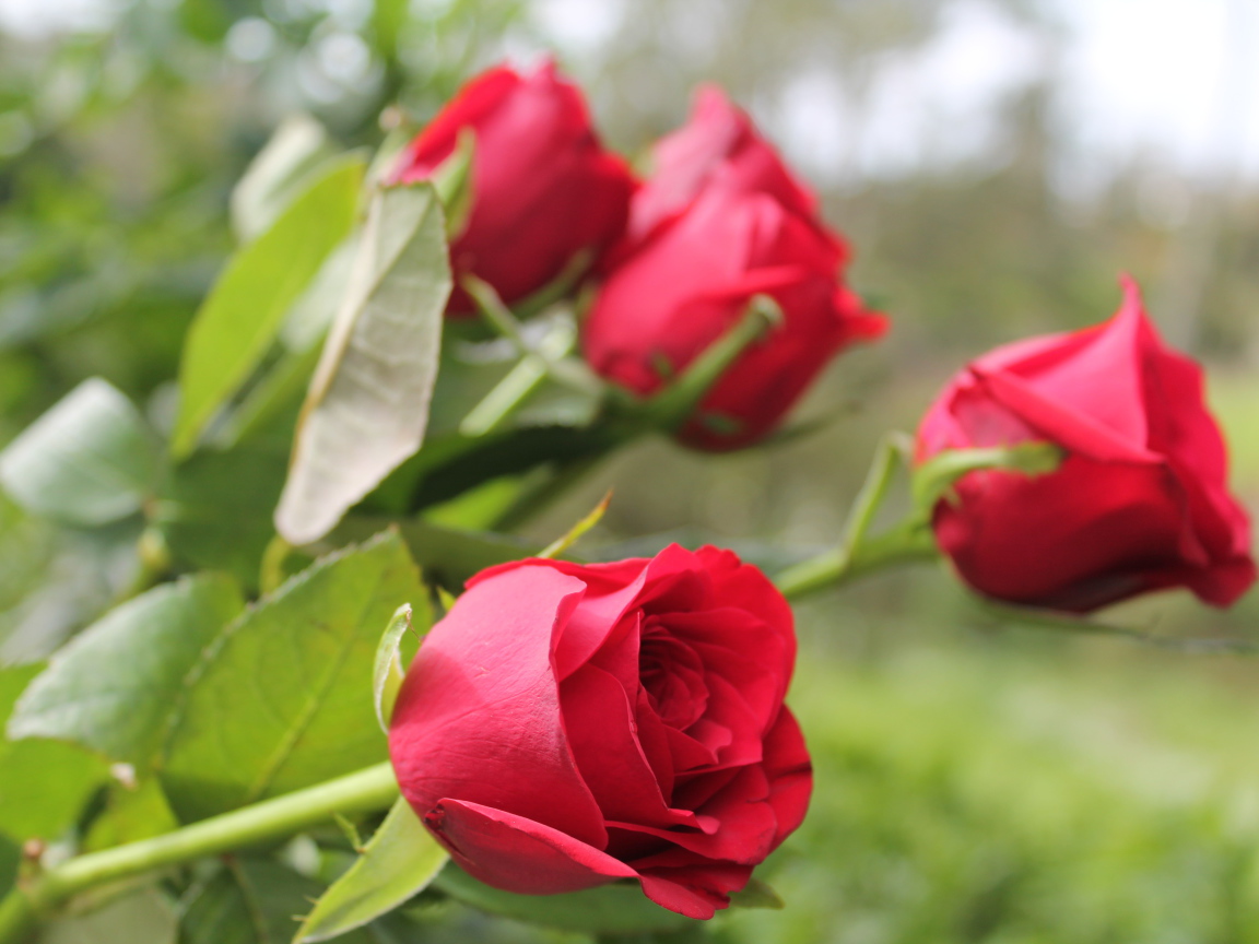 Красивые алые английские розы 