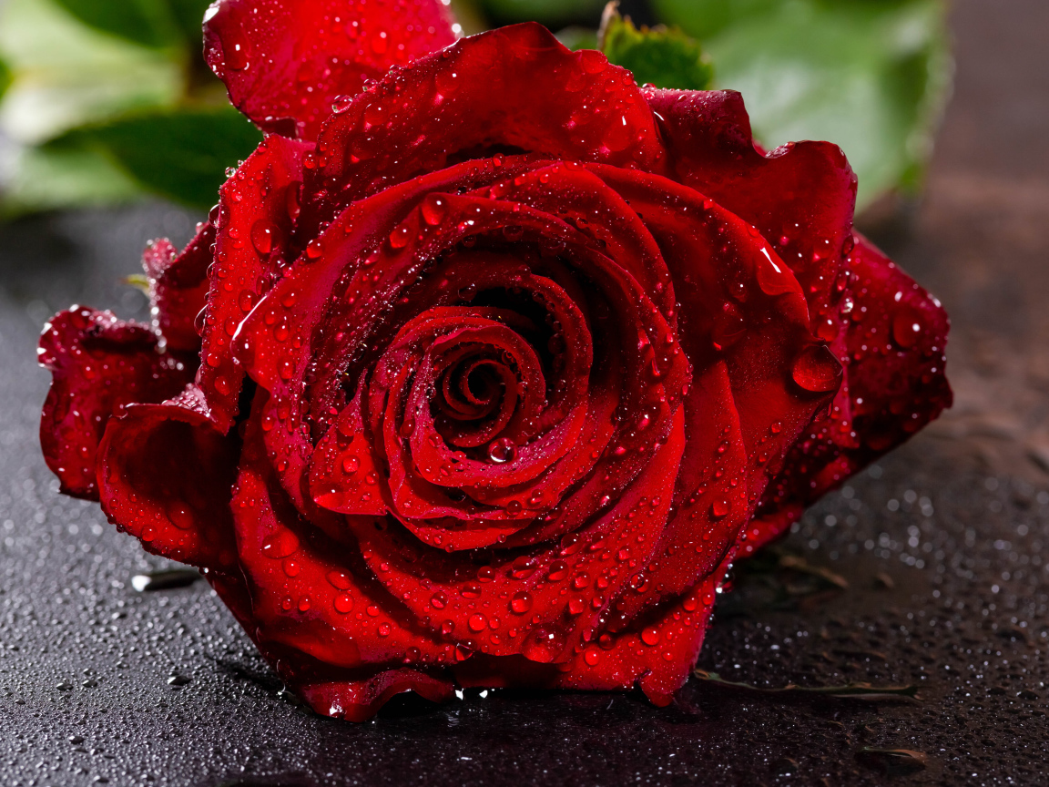 Красивая алая роза в каплях воды на асфальте