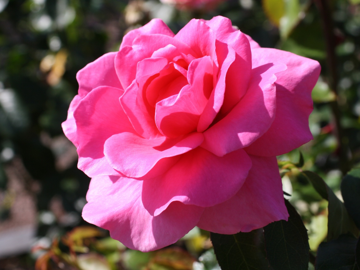 Красивая нежная розовая роза в лучах солнца на клумбе 