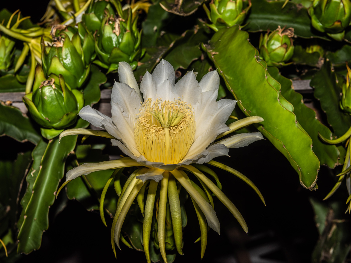 Красивый белый цветок кактуса крупным планом