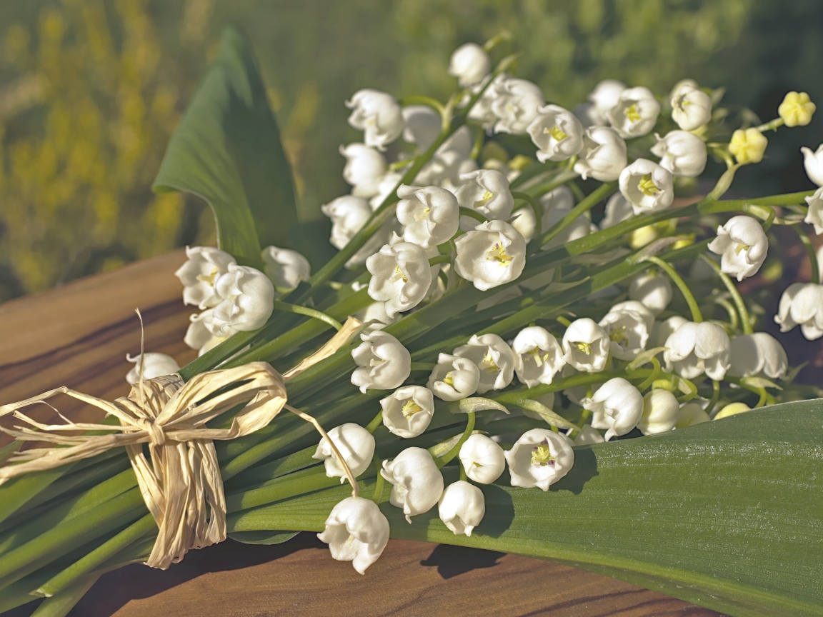 Красивые белые ландыши с зелеными листьями