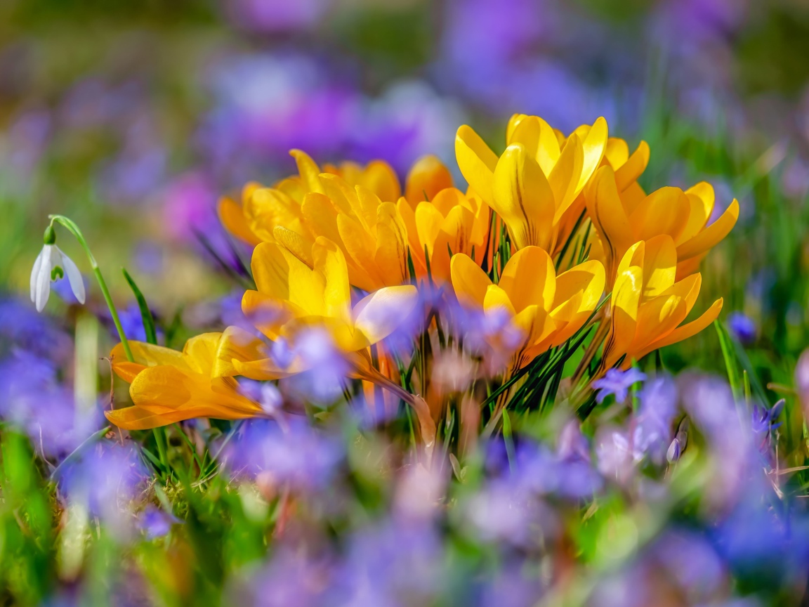 Красивые желтые крокусы весной 