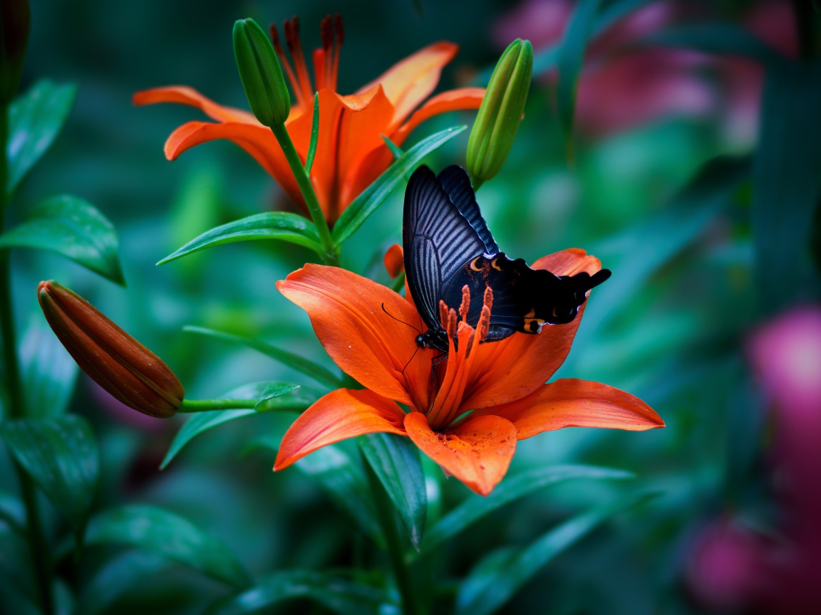 Черная бабочка сидит на оранжевой лилии 