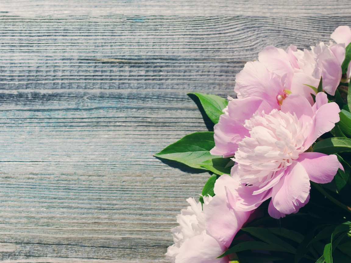 Букет розовых весенних пионов на деревянной поверхности 
