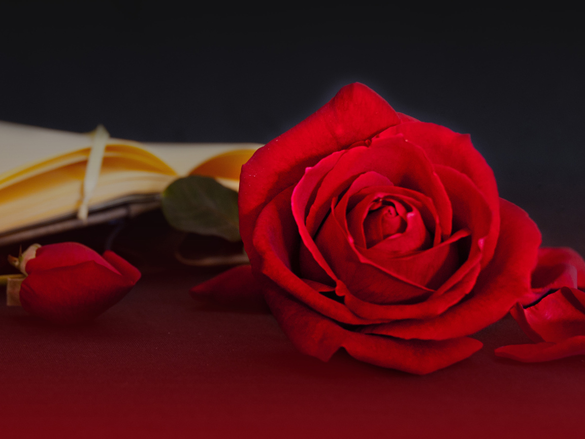 Яркая красная чайная роза на столе с книгой