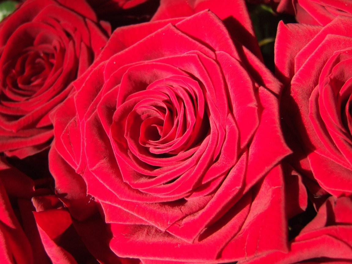 Яркие алые бутоны роз крупным планом