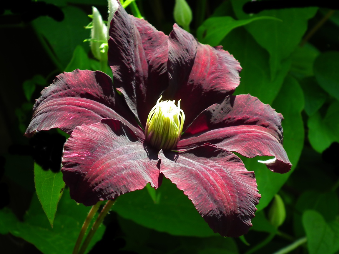 Бордовый цветок клематиса крупным планом