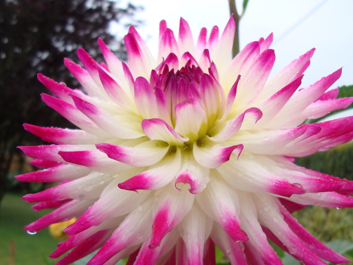 Цветок георгин с розово-белыми лепестками крупным планом