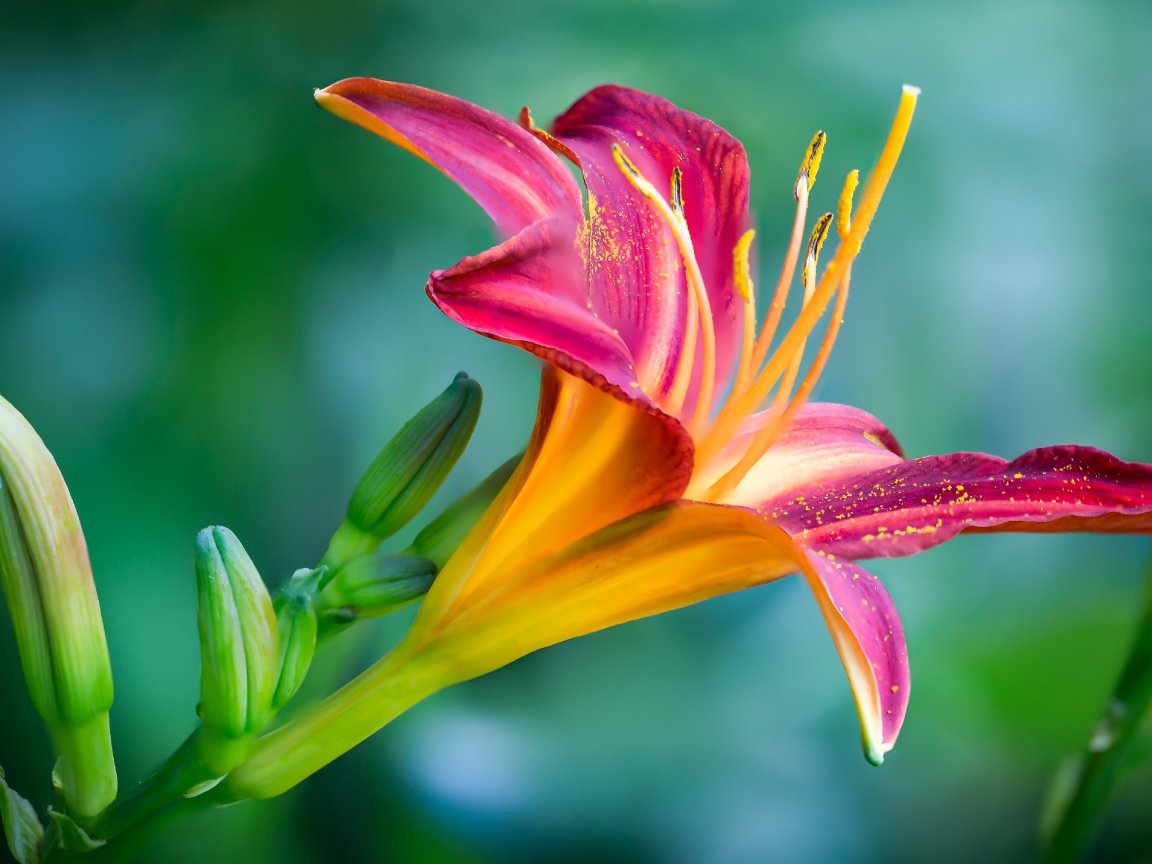 Нежная розовая лилия с бутонами на зеленом фоне крупным планом