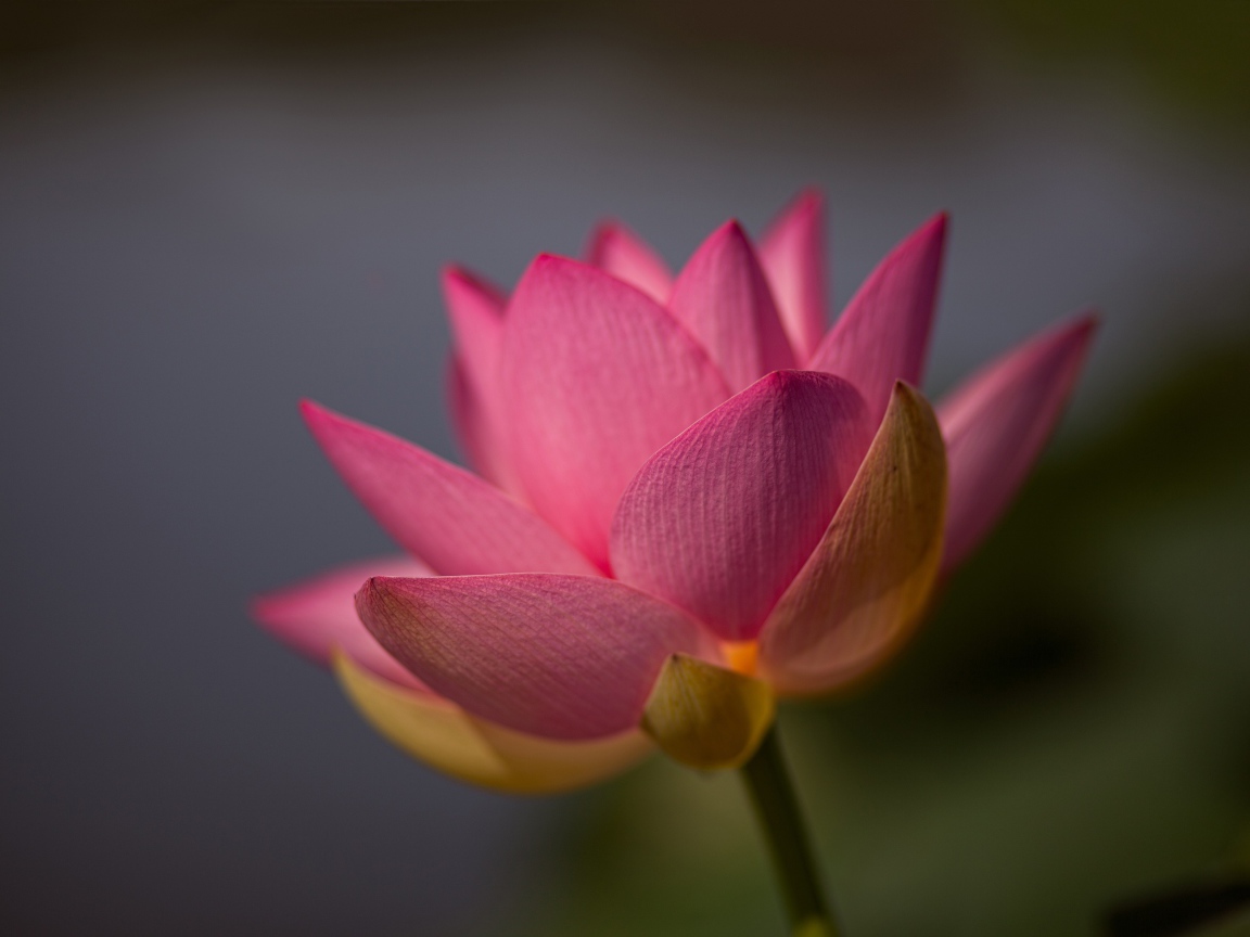 Нежный розовый цветок лотоса крупным планом на сером фоне