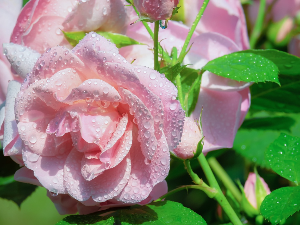 Нежные розовые розы в каплях росы с зелеными листьями 