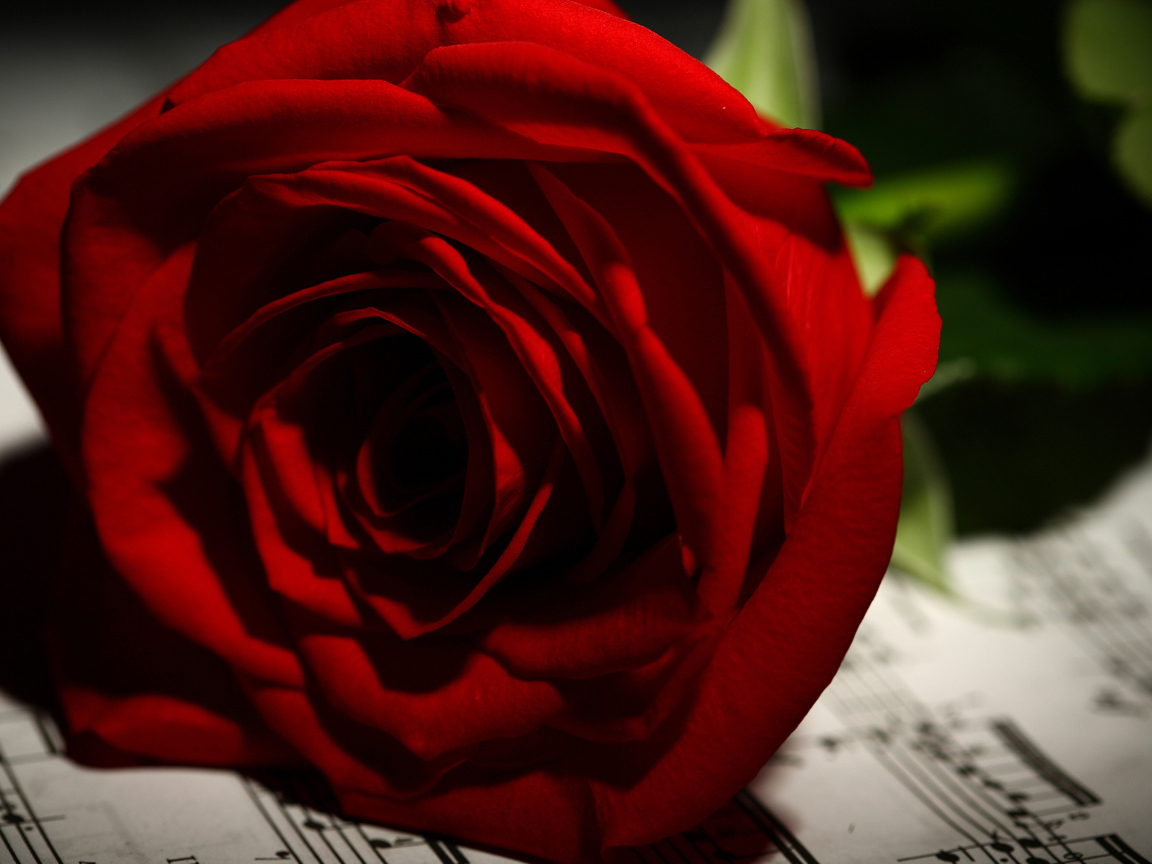 Нежная красная роза лежит на нотах 