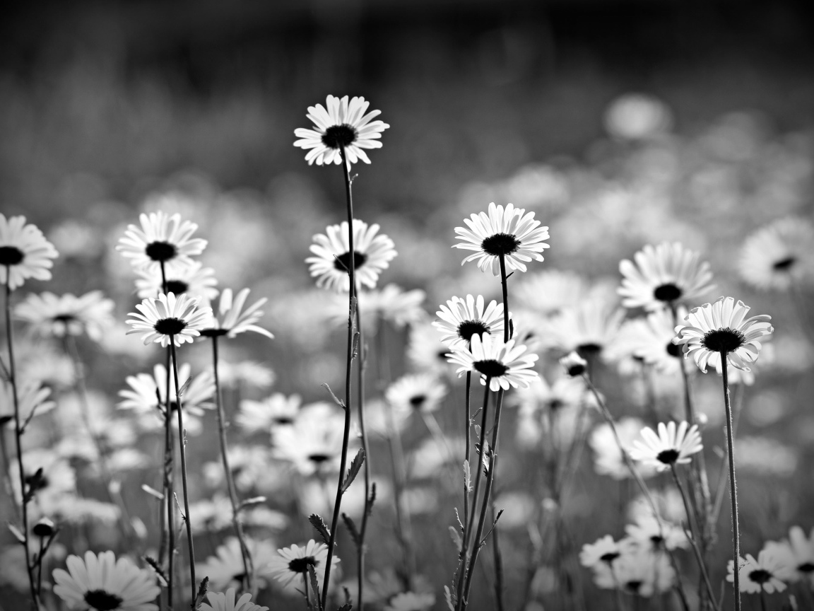 Нежные белые ромашки черно белое фото 