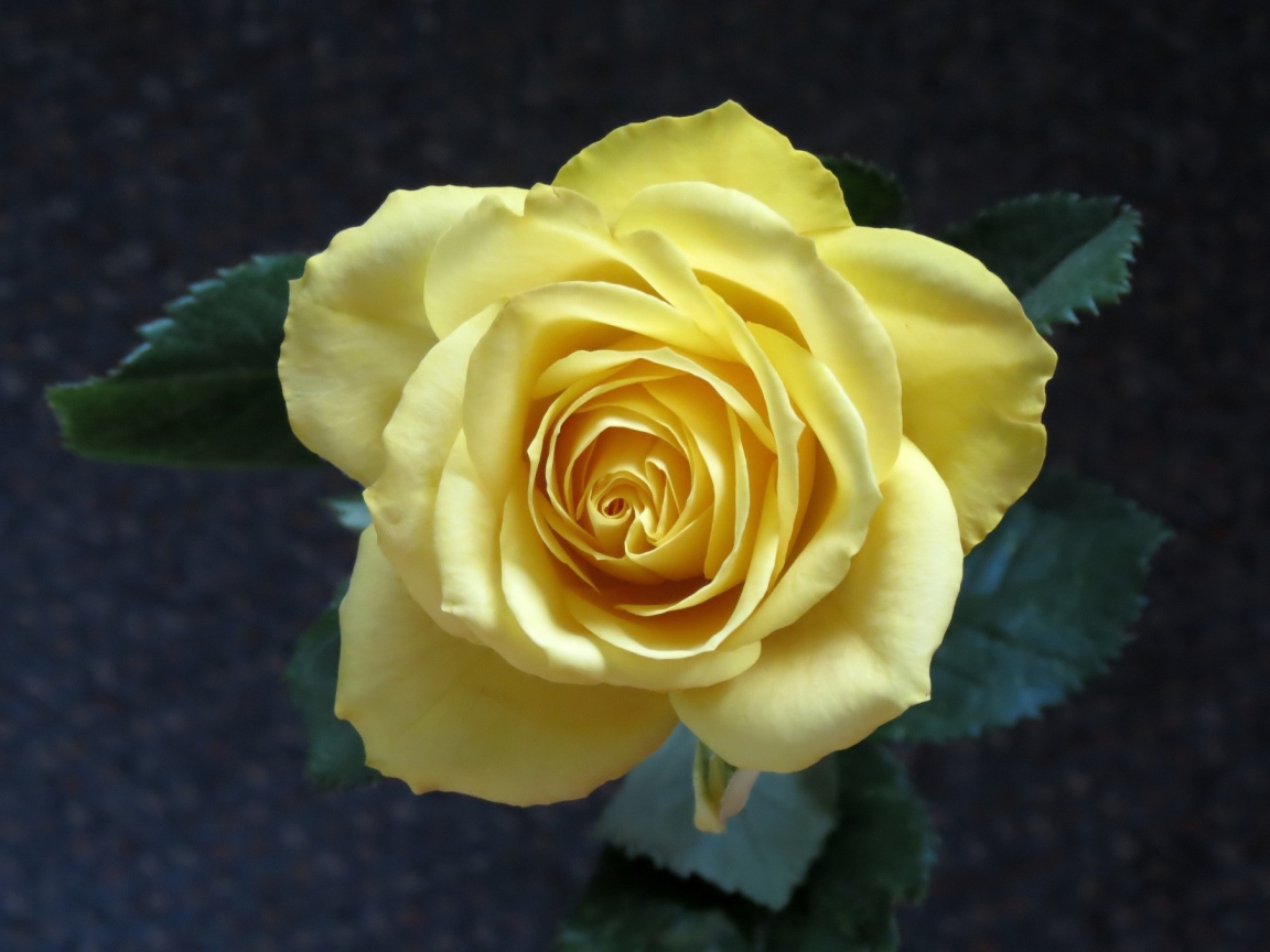 Нежная желтая роза вид сверху крупным планом