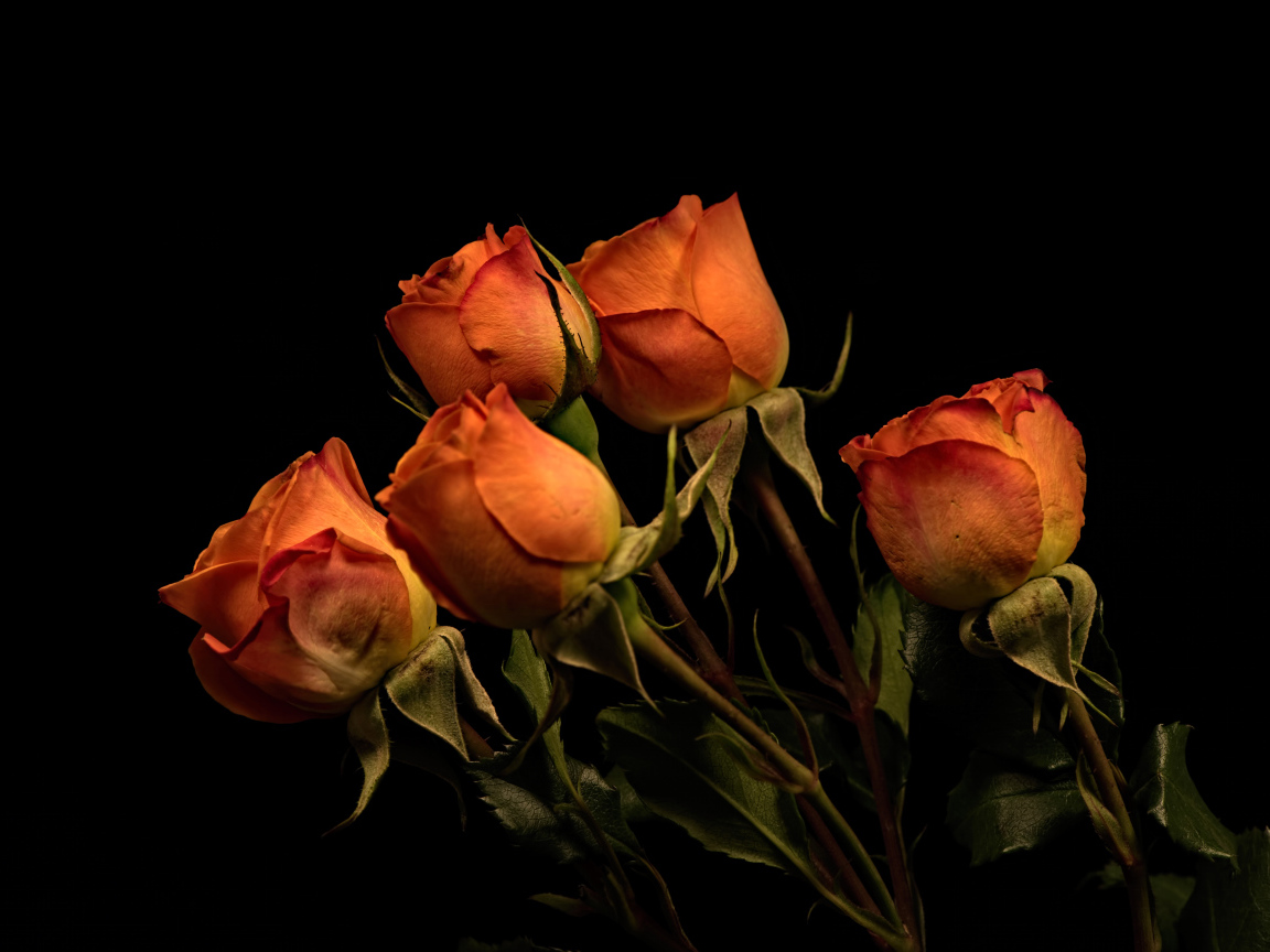 Пять оранжевых роз на черном фоне