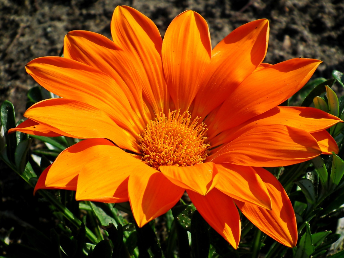 Большая оранжевая газания на клумбе