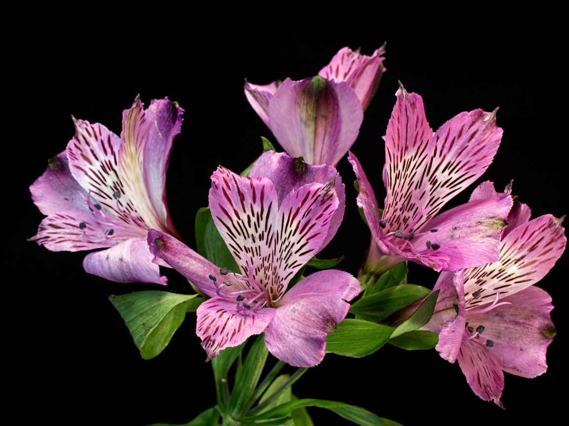 Сиреневые цветы альстромерия на черном фоне