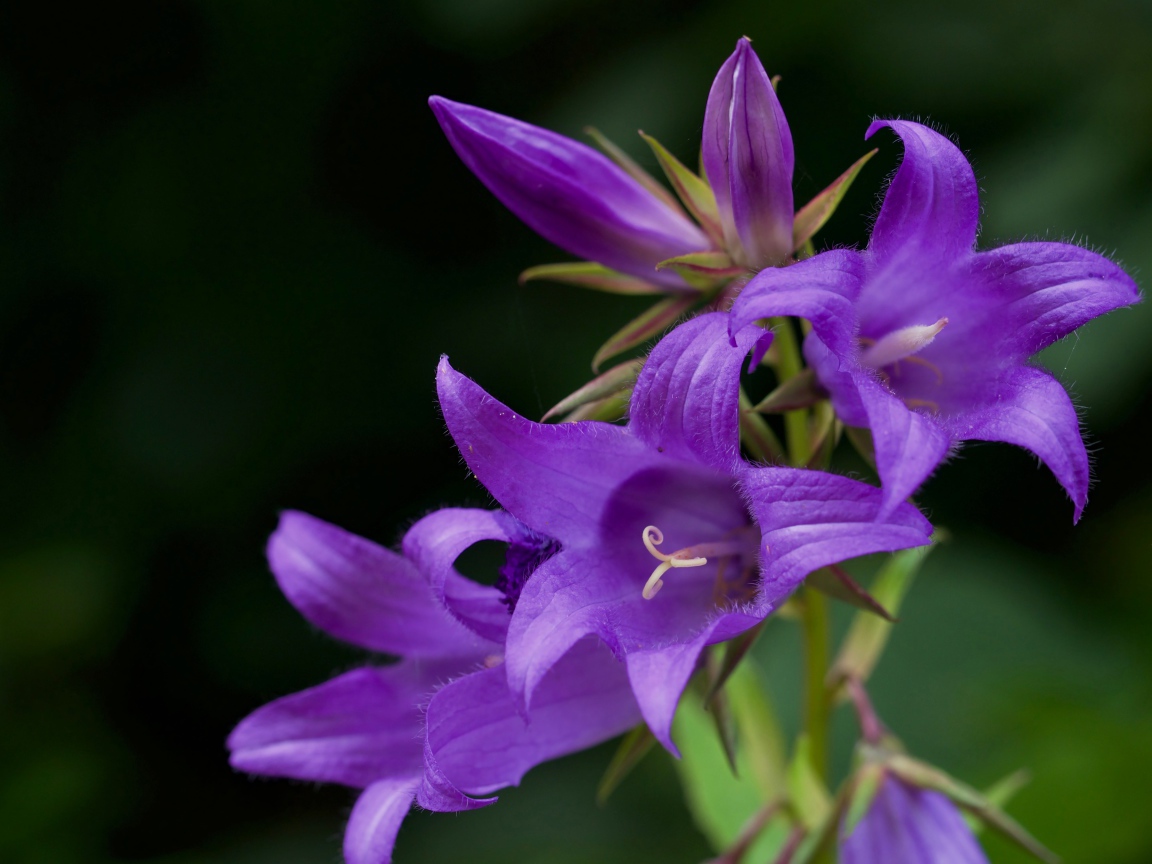Сиреневые колокольчики крупным планом