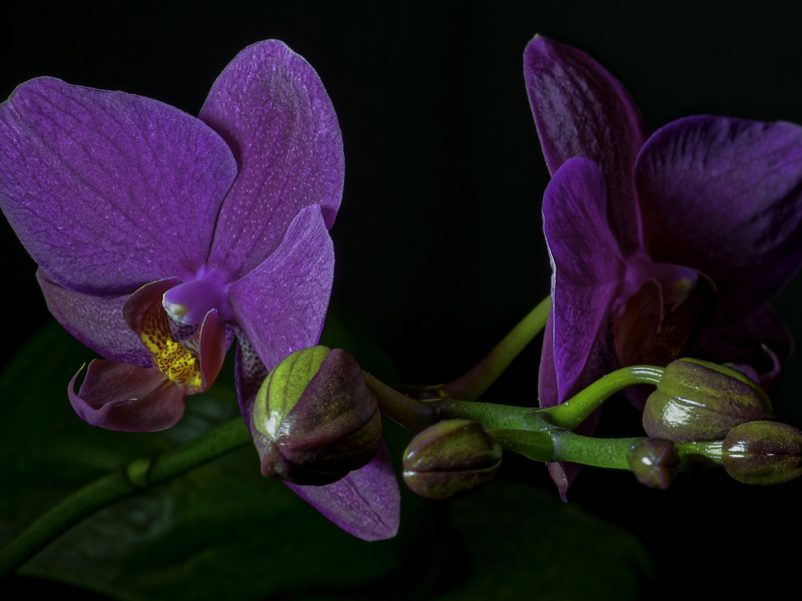 Сиреневые орхидеи с бутонами на черном фоне