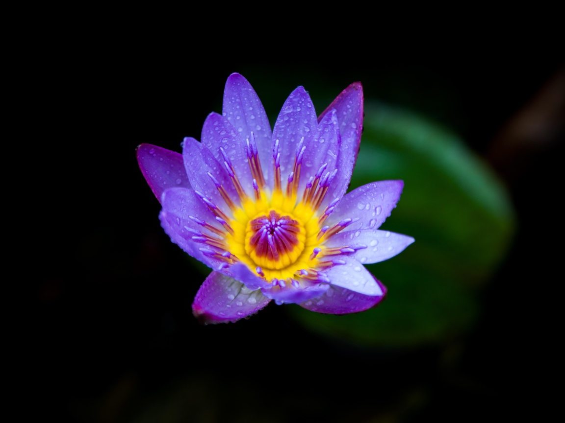 Маленькая фиолетовая водяная лилия крупным планом