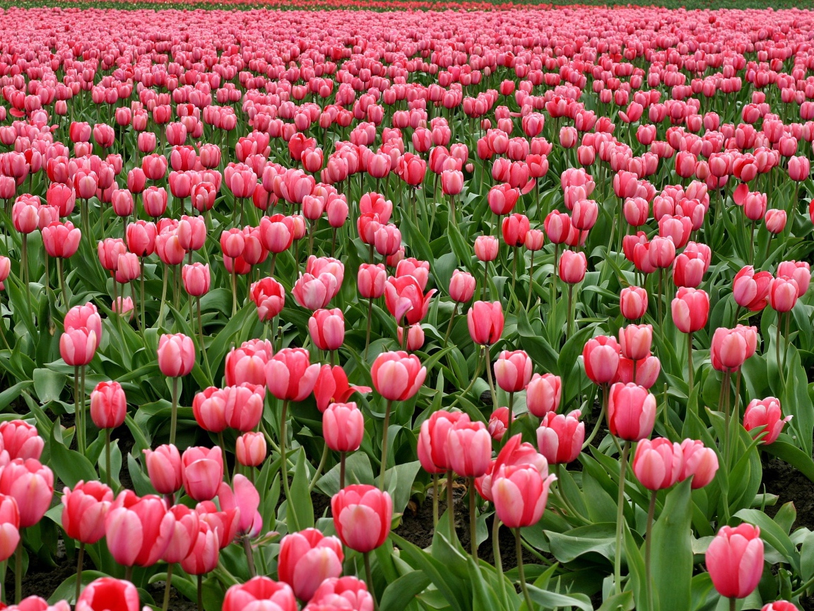 Много красивых розовых тюльпанов на поле