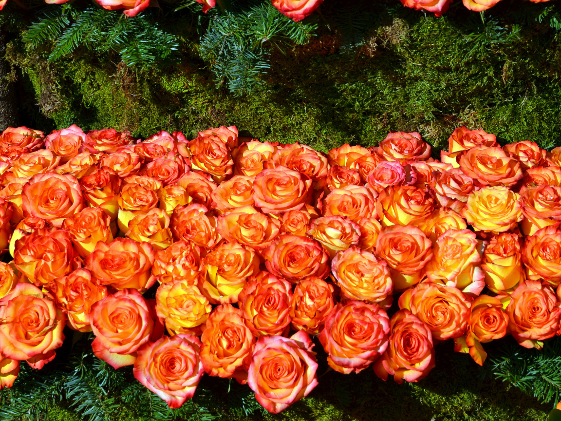 Много красивых оранжевых роз