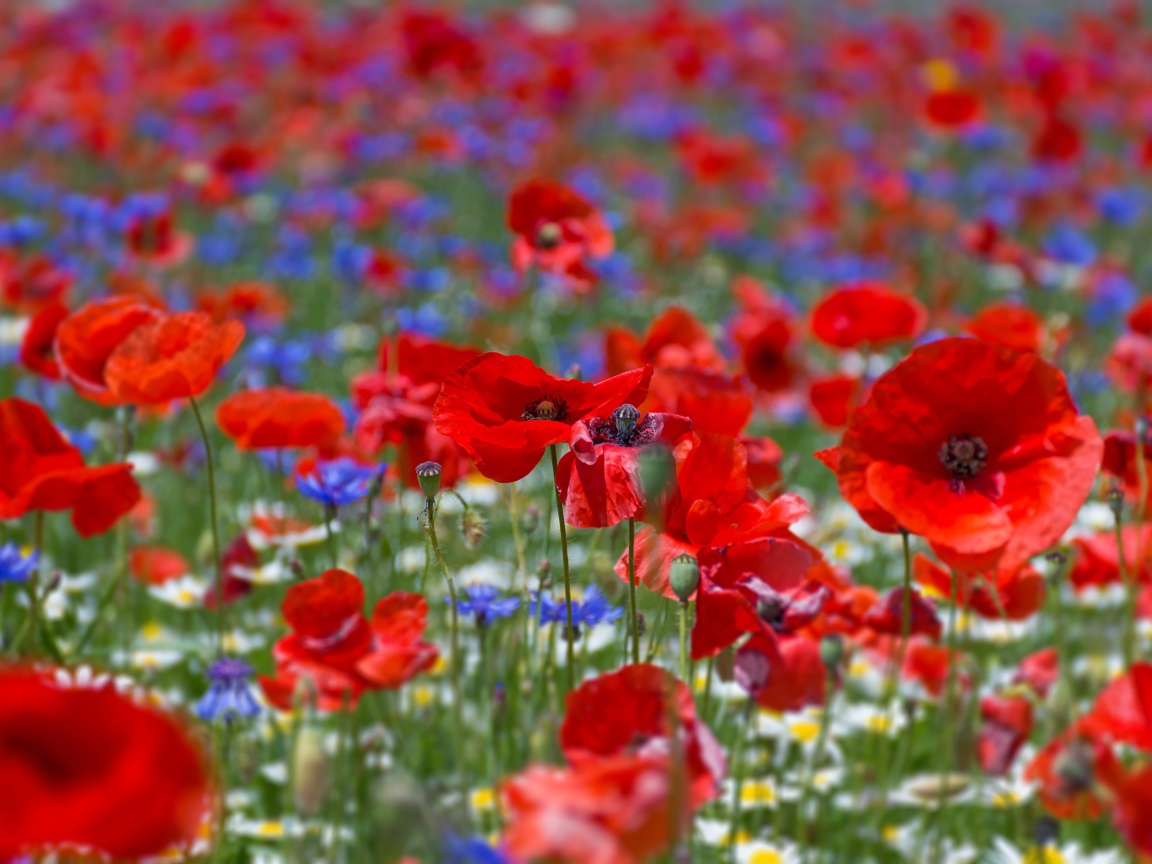 Много красных маков на поле летом