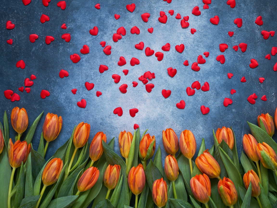 Оранжевые тюльпаны на сером фоне с красными сердечками