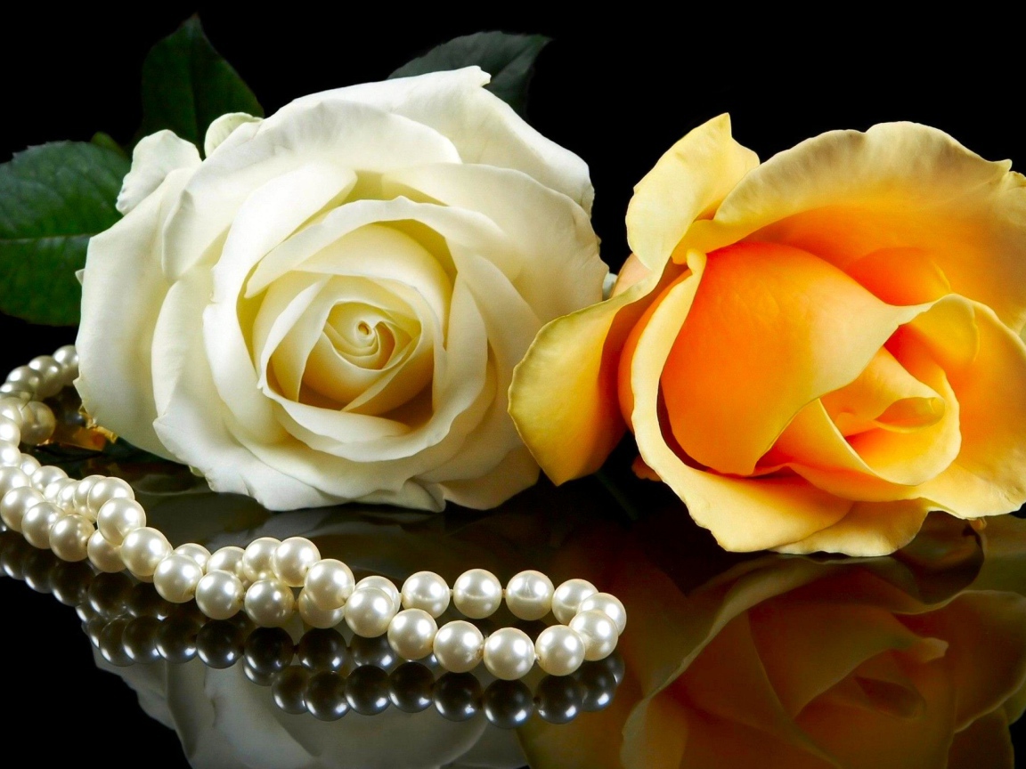 Розовая и желтая роза на черном фоне с бусами из жемчуга 