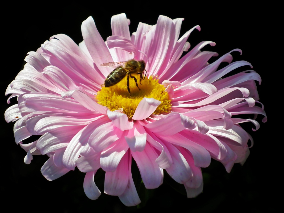 Розовая астра с пчелой на черном фоне