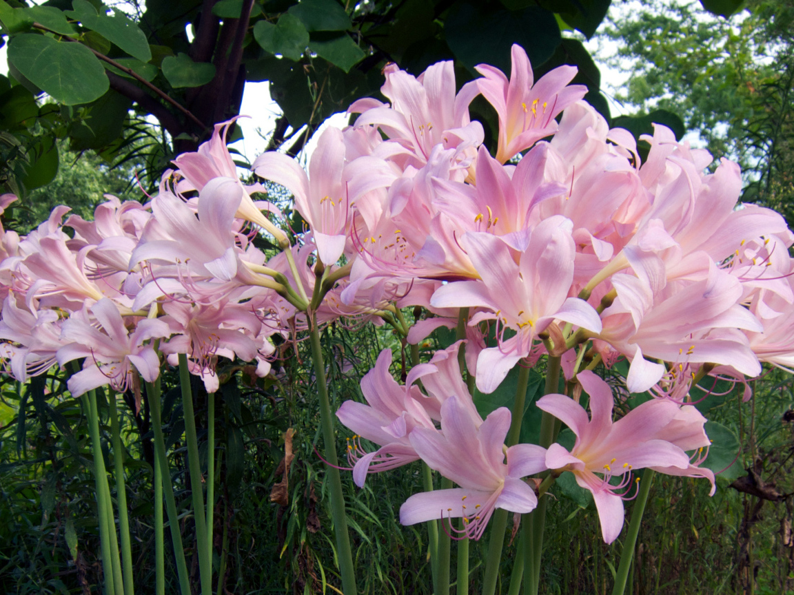 Розовые красивые лилии на клумбе