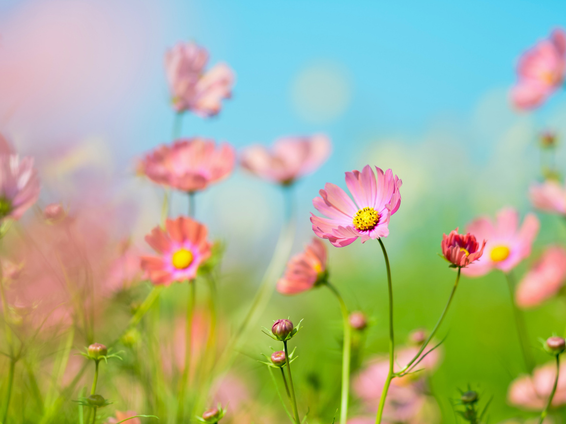 Розовые цветы космея под голубым небом летом