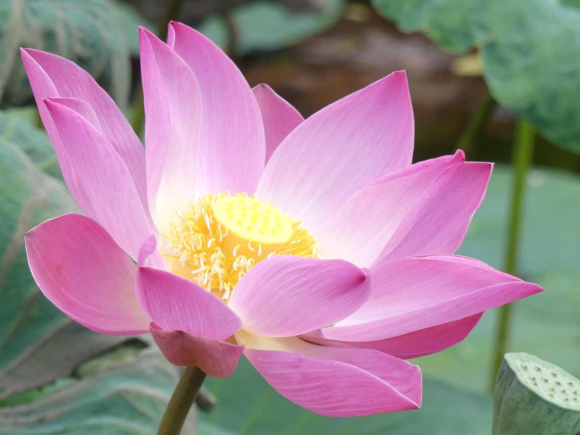 Розовый нежный редкий цветок лотоса в воде