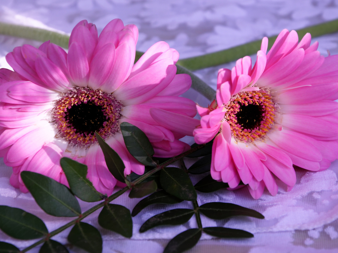 Розовые герберы с зелеными листьями 