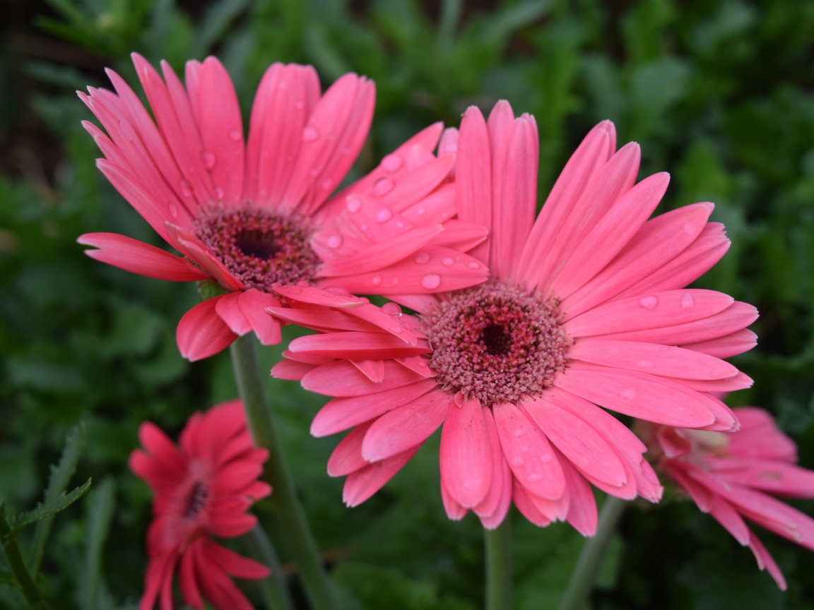 Розовые герберы с каплями воды на лепестках 