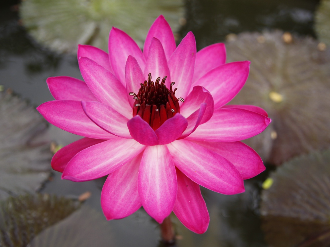 Розовый цветок лотоса с листьями в воде