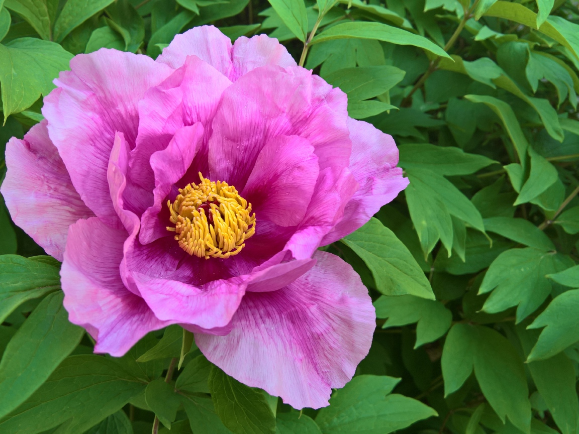 Розовый цветок пиона на клумбе крупным планом