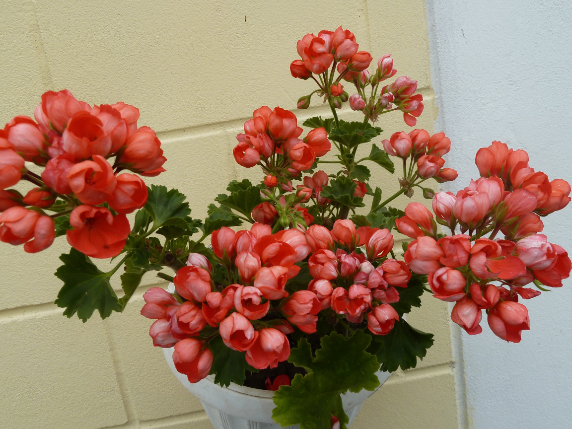 Розовые комнатные цветы герань в горшке