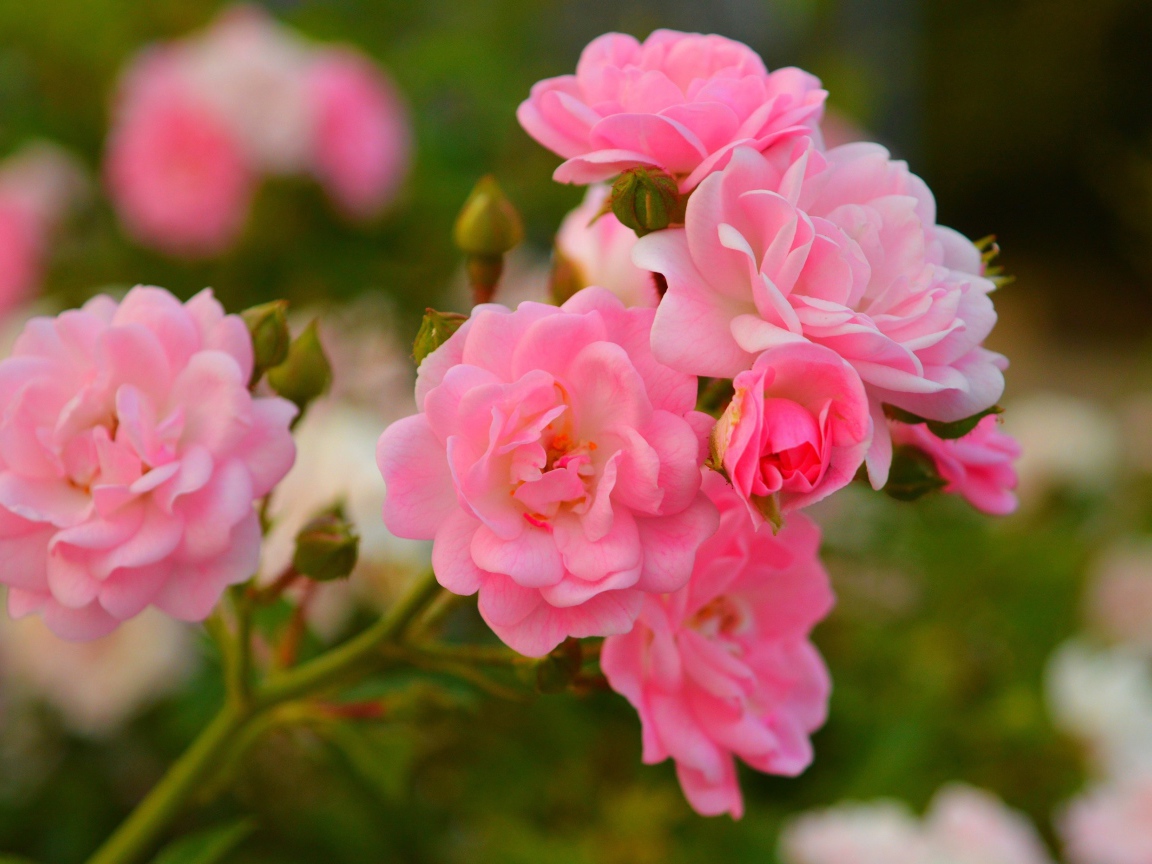 Розовые мелкие розы с бутонами на клумбе